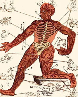 17th Prints: Vein Man, Medical Astrology, 17th Century