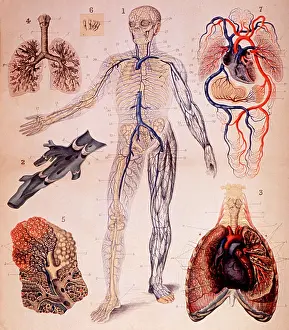 Atlas Prints: Veins and Lungs, Human Anatomy Atlas