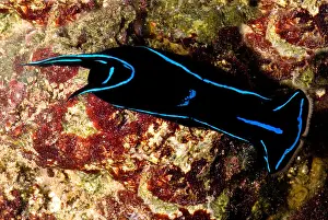 Predator Prints: Velvet Sea Slug