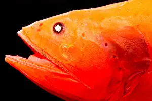 Predatory Prints: Velvet Whalefish (Barbourisia rufa)