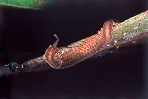 Velvet Prints: Velvet worm