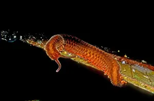 Predatory Prints: Velvet Worm
