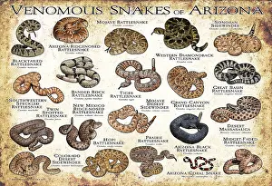Field Prints: Venomous Snakes of Arizona