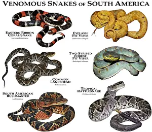 2015 Prints: Venomous Snakes of South America
