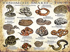 Field Prints: Venomous Snakes of Texas