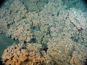 Volcanoes Prints: Vent Mussels