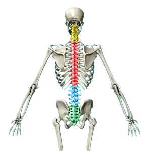 Back Prints: Vertebral Column, Illustration