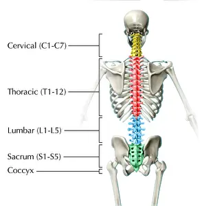 Diagram Prints: Vertebral Column, Illustration