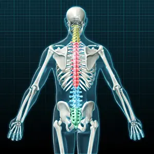 Diagram Prints: Vertebral Column, Illustration