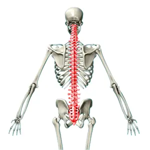 Back Prints: Vertebral Column, Illustration