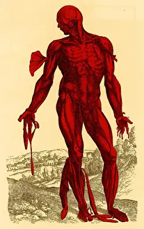 Humani Prints: Vesalius De humani Corporis Fabrica