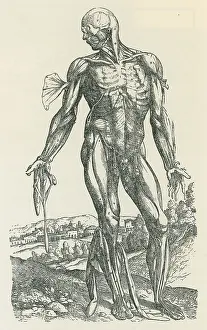 Humani Prints: Vesalius De humani Corporis Fabrica