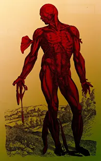 Medical Prints: Vesalius De humani Corporis Fabrica