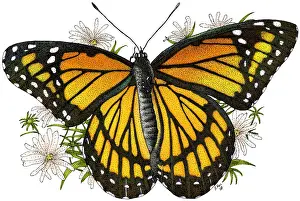 Butterfly Prints: Viceroy Butterfly
