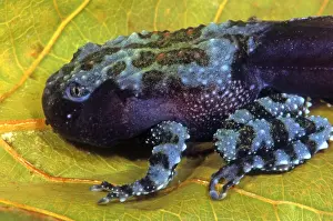 Tail Prints: Vietnamese Moss Frog