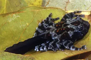 Tail Prints: Vietnamese Moss Frog