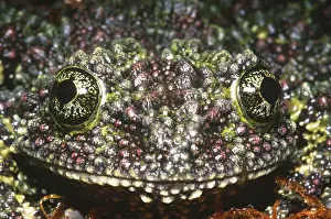 Vietnam Prints: Vietnamese Moss Frog