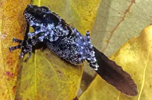 Tail Prints: Vietnamese Moss Frog