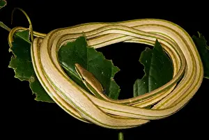 Vine Prints: Vine Snake