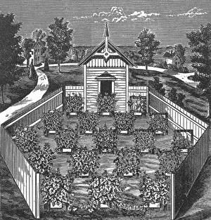 Bees Prints: Vineyard Apiary and 'Swarming' the Grapevines