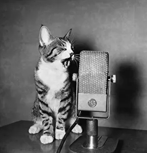 White Prints: Vintage Photo of a Kitten Meowing at a Microphone. Nostalgia Funny Animals