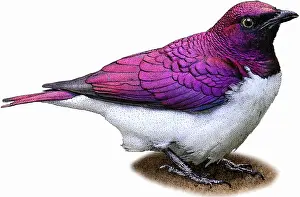Violet Prints: Violet Backed Starling