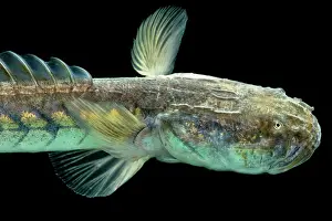 Atlantic Prints: Violet Goby (Gobioides broussonnetii)