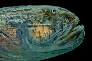 Atlantic Prints: Violet Goby (Gobioides broussonnetii)