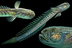 West Prints: Violet Goby (Gobioides broussonnetii)