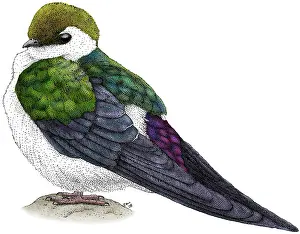 Violet Prints: Violet-green Swallow