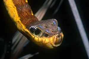 Viper-mimicking Caterpillar