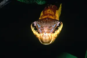 Insect Prints: Viper-Mimicking Caterpillar