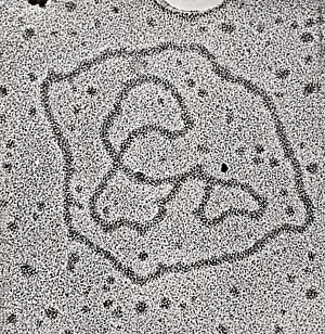 Ring Prints: Viral DNA Rings