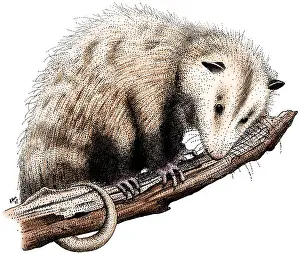 Virginia Prints: Virginia Opossum