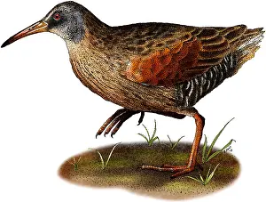 Rail Prints: Virginia Rail