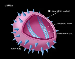 Part Prints: Virus Diagram