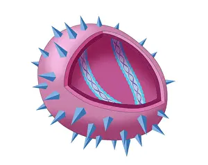 Part Prints: Virus Diagram