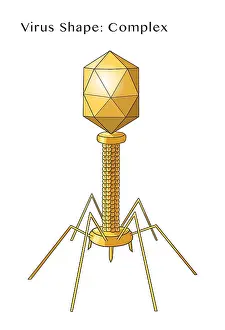 Pandemic Prints: Virus Shape, Complex, Illustration