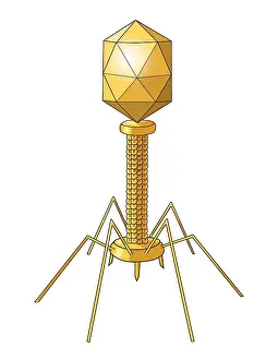 Pandemic Prints: Virus Shape, Complex, Illustration