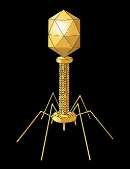 Pandemic Prints: Virus Shape, Enveloped, Illustration