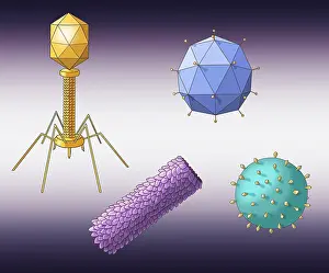 Viruses Prints: Virus Shapes, Illustration