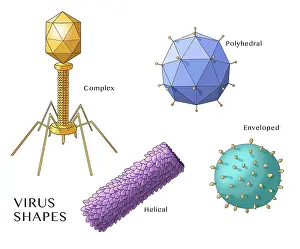 Viruses Prints: Virus Shapes, Illustration