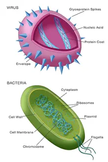 Wall Prints: Virus vs bacteria structure comparison of differences, diagram, medical visual
