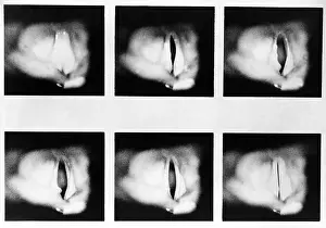 Larynx Prints: Vocal Chords