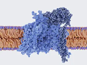 Model Prints: Voltage-gated Sodium Channel in the Open Conformation