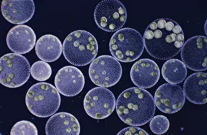 Algae Prints: Volvox