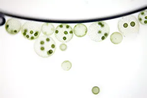 Nature, History, Science Prints: Volvox Algae