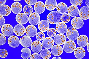 Illumination Prints: Volvox tertius, Zygospores