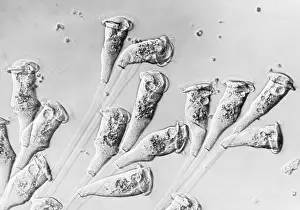 Zoology Prints: Vorticella (LM) under a microscope