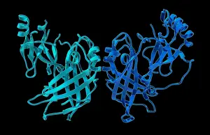 Fever Prints: VP40, Molecular Model